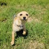 Abby sucht ein Körbchen