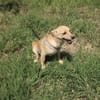 Abby sucht ein Körbchen