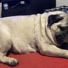 Sofa frei? Mops MARGO hätte Interesse!