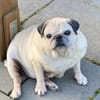 Mops VIKI auf Wohnungssuche