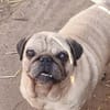 Mops VIKI auf Wohnungssuche