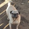 Mops VIKI auf Wohnungssuche