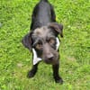 Schmusebacke Tom sucht ein Zuhause
