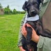 Schmusebacke Tom sucht ein Zuhause