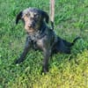 Schmusebacke Tom sucht ein Zuhause