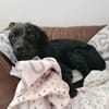Schmusebacke Tom sucht ein Zuhause