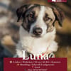 Hündin Luna aus Goch sucht neues Zuhause