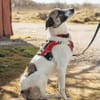 Hündin Luna aus Goch sucht neues Zuhause