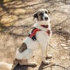 Hündin Luna aus Goch sucht neues Zuhause