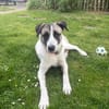 Hündin Luna aus Goch sucht neues Zuhause