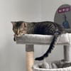 Junger Kater PEPPER sucht sein Zuhause!