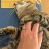 Junger Kater PEPPER sucht sein Zuhause!