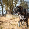 Verschmuster RUDY sucht sein Zuhause!