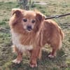 Yuki, sucht ein geduldiges Zuhause