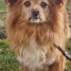 Yuki, sucht ein geduldiges Zuhause