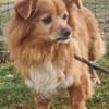 Yuki, sucht ein geduldiges Zuhause