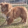 Yuki, sucht ein geduldiges Zuhause