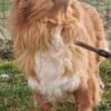 Yuki, sucht ein geduldiges Zuhause