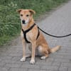Dringend Zuhause für Senior Alfi gesucht
