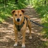 Dringend Zuhause für Senior Alfi gesucht