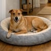 Dringend Zuhause für Senior Alfi gesucht