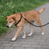 Dringend Zuhause für Senior Alfi gesucht