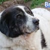 Bruno 2 - gemütlich, ruhig - Gnadenbrot