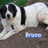 Bruno 2 - gemütlich, ruhig - Gnadenbrot