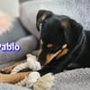 Pablo - aufmerksam und freundlich