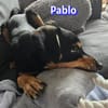 Pablo - aufmerksam und freundlich