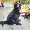 Eros Mix Rüde 2,5 Jahre alt in 78166