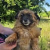 Liebevolle Nala