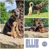 ELLIE -Rundum tolles Hundekind-
