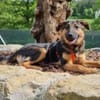 ELLIE -Rundum tolles Hundekind-