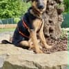 ELLIE -Rundum tolles Hundekind-