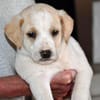 Goldiger Bibbo sucht Zuhause