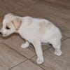 Goldiger Bibbo sucht Zuhause