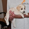 Goldiger Bibbo sucht Zuhause