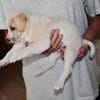 Goldiger Bibbo sucht Zuhause