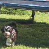 Paula , kleine Prinzessin
