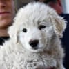 Edi sucht eigene Familie