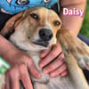 Daisy - treu und menschenbezogen
