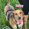 Daisy - treu und menschenbezogen