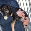 Bricko sucht liebevolles Zuhause