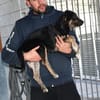 Bricko sucht liebevolles Zuhause