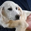 Canada möchte adoptiert werden