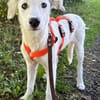 KABO -Rundum tolles Hundekind-