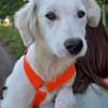 KABO -Rundum tolles Hundekind-