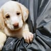 Neues Zuhause für Fumè gesucht