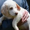 Neues Zuhause für Fumè gesucht